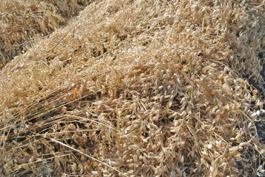 yulaf-hakkinda-bilgiler