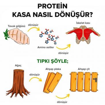 protein-kasa-nasil-donusur