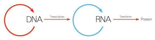 protein-sentezi-asamalari