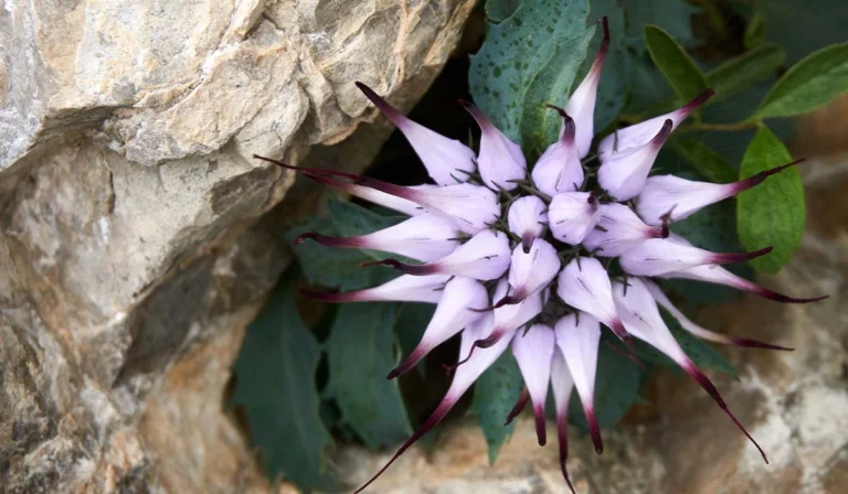 Şeytan Pençesi Nedir? Ne İşe Yarar? Faydaları ve Zararları